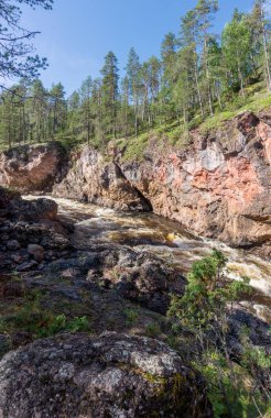 Fırtınalı nehrin üzerindeki kayalarda yüksek ladin, Finlandiya