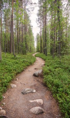 Ormanda yürüyüş rotası, Finlandiya
