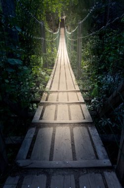 Orman çalılıklarında muhteşem bir asma köprü