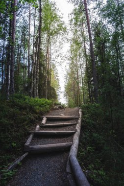 Alacakaranlıkta bir peri ormanında bir yol