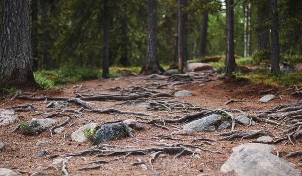 Floresta mística, raízes e troncos de árvores — Fotografia de Stock