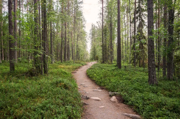 Ruta de senderismo en el bosque, Finlandia —  Fotos de Stock