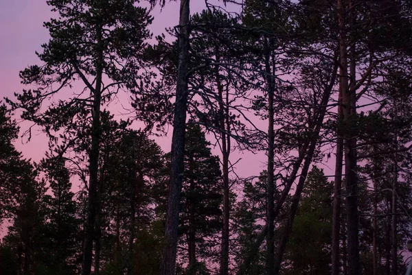 Contornos de pinheiros ao pôr-do-sol — Fotografia de Stock