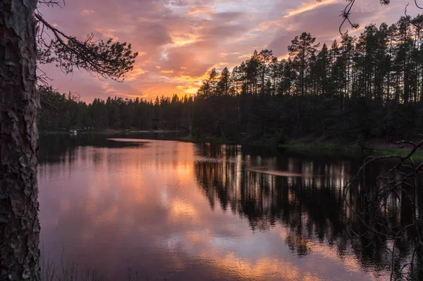 Las o zachodzie słońca nad jeziorem — Zdjęcie stockowe