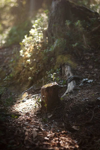 Fantasía bosque paisaje —  Fotos de Stock