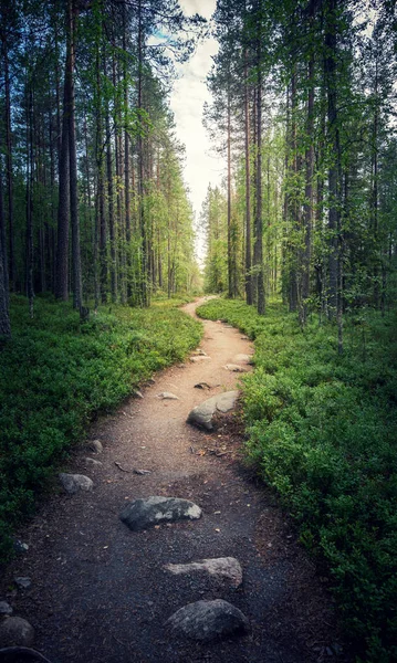 Um caminho em uma floresta de fadas no crepúsculo — Fotografia de Stock