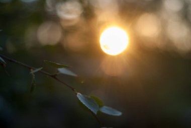 Gün batımında bitkiler