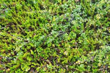 Yaz aylarında Kuzey Kutbu'nda cüce huş ağacı ve crowberry, Norveç
