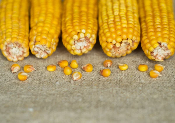 Cobs of dry corn on the rough canvas — Stock Photo, Image