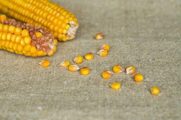 Cobs of dry corn on the rough canvas — Stock Photo, Image