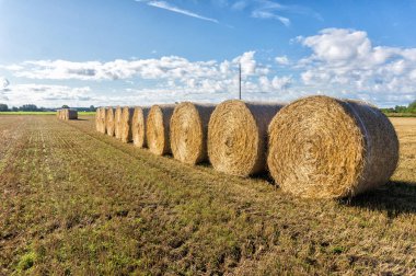Bir tarlada yuvarlak saman balyaları