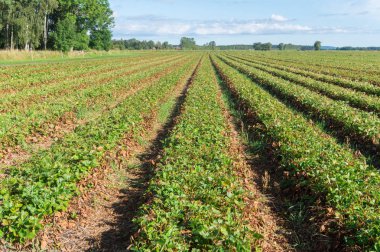 Çiftlik alanında çilek