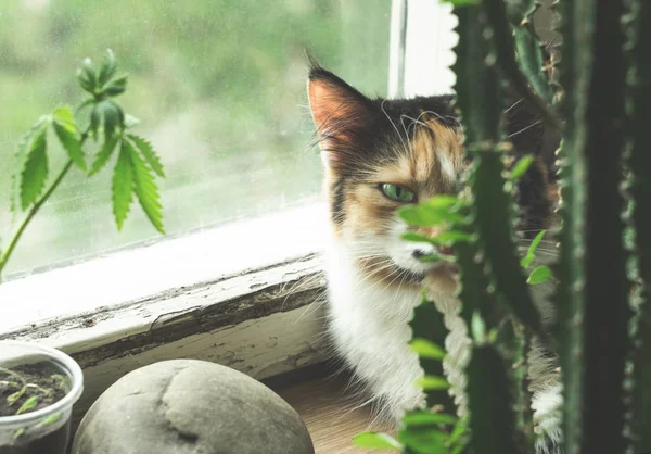 Chat sur le rebord de la fenêtre, chanvre et cactus — Photo