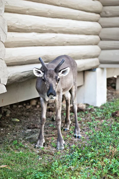 家の近くの鹿 — ストック写真
