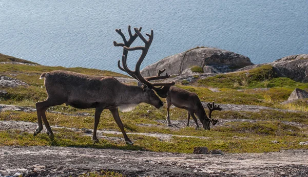 Rentiere an der Küste — Stockfoto