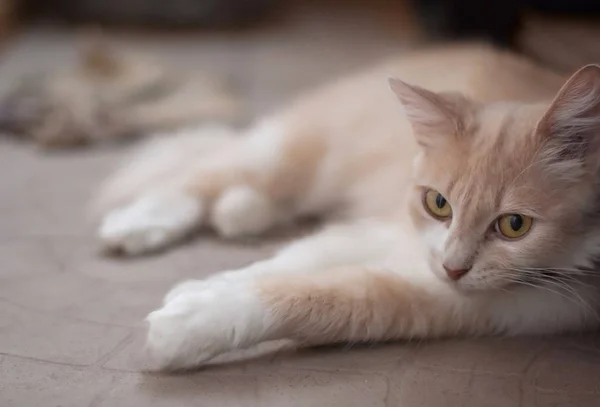 Kucing berbulu di lantai batu — Stok Foto