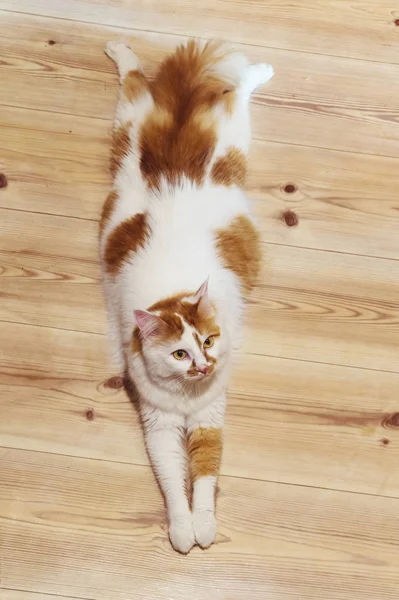 Kucing berbulu terletak di lantai — Stok Foto