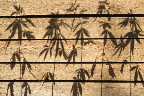 Shadow from hemp plants on a wooden surface