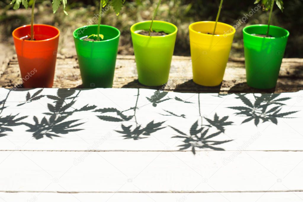 Colorful flowerpots with hemp plants