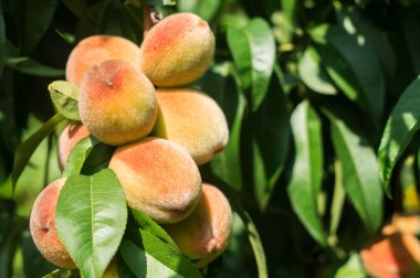 Olgun şeftaliler dalda