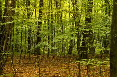 Kayın ormanı, Avrupa'nın başlıca orman oluşum türleri