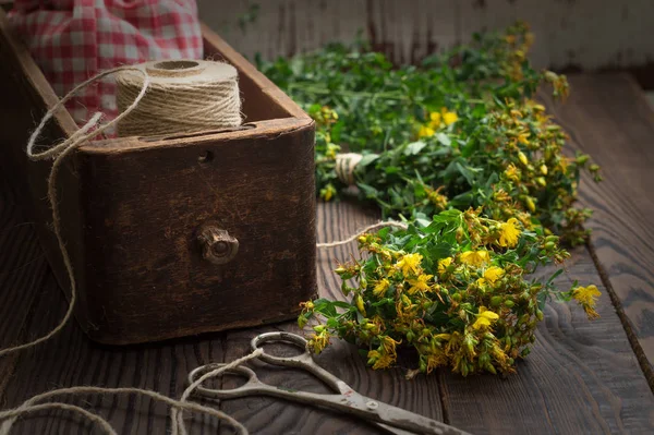 Secado planta medicinal tutsan — Foto de Stock