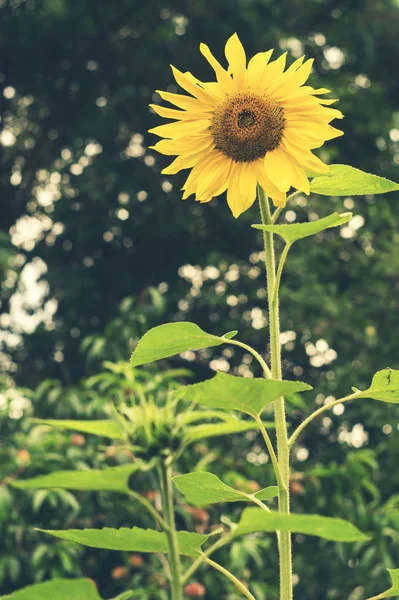 Bloeiende zonnebloem in de tuin — Stockfoto
