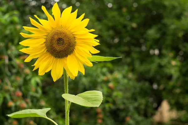 Bloeiende zonnebloem in de tuin — Stockfoto