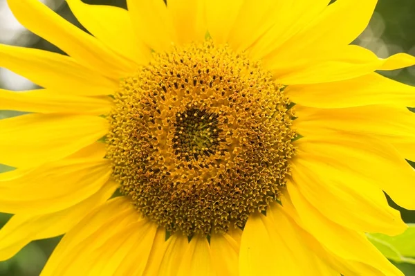 Bloeiende zonnebloem. Close-up — Stockfoto