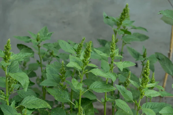 Planten van bloeiende amarant — Stockfoto