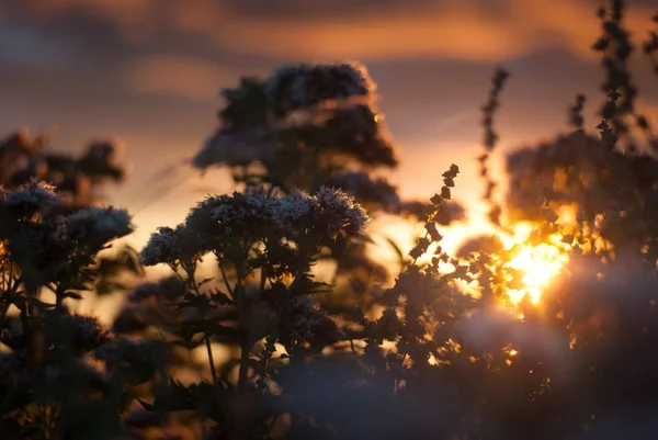 Wiesenpflanzen und Sonne bei Sonnenaufgang — Stockfoto