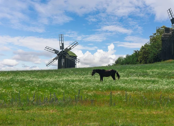Horse grazing in a meadow near the old mill — Stock Photo, Image