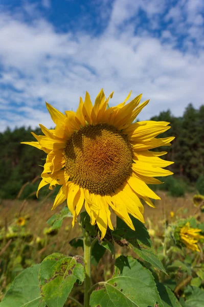 Hlavy slunečnic na poli proti modrému nebi — Stock fotografie