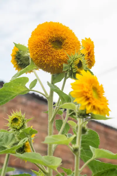 Gele bloem van decoratieve zonnebloem Teddy beer — Stockfoto