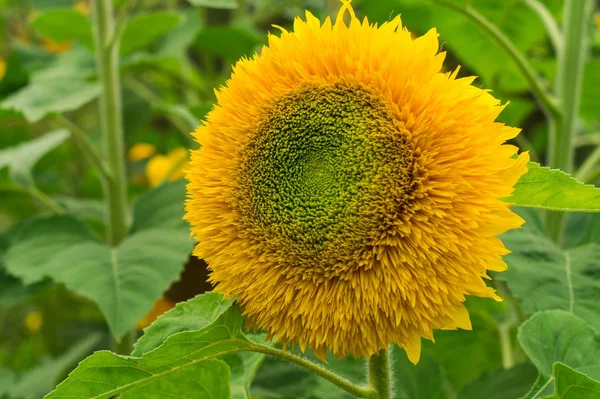 Žlutá květina okrasné slunečnice medvídek — Stock fotografie