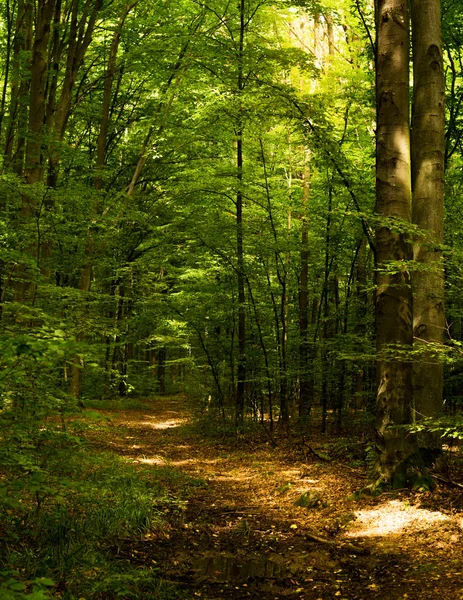 Buchenwälder, die wichtigsten forstbildenden Arten Europas — Stockfoto