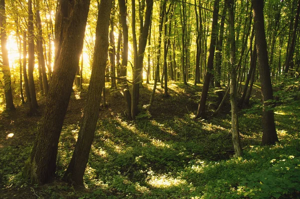 Buchenwälder, die wichtigsten forstbildenden Arten Europas — Stockfoto