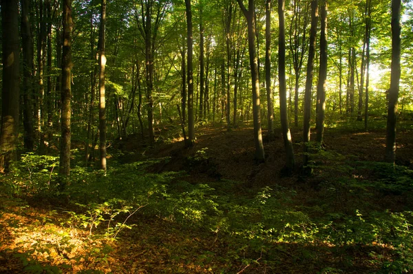 Buchenwald. Die wichtigsten forstbildenden Arten der europäischen Wälder — Stockfoto