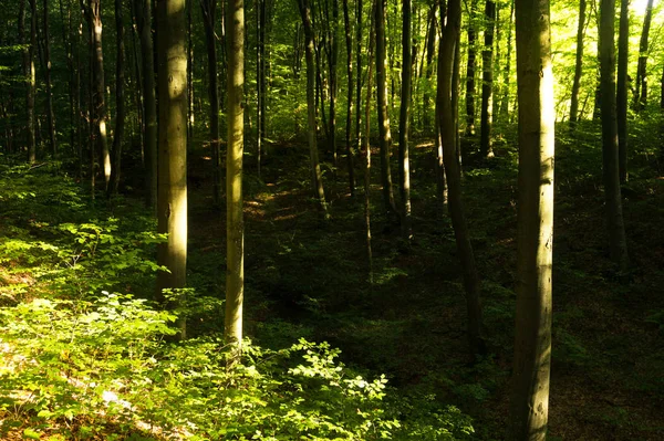 Buchenwald. Die wichtigsten forstbildenden Arten der europäischen Wälder — Stockfoto