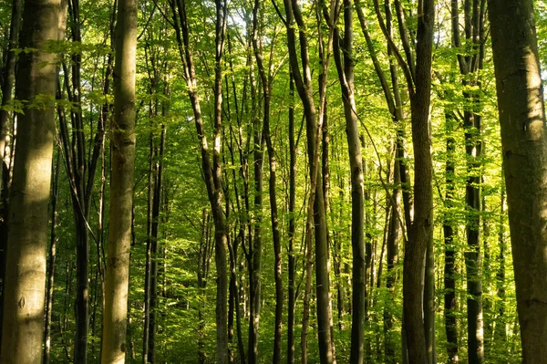 山毛榉森林在晴朗的一天 图库照片 C Digoarpi