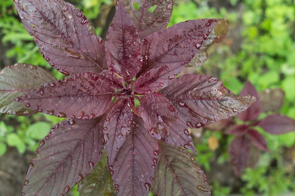 Plantas de amaranto rojo Imagen De Stock