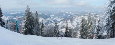 Dağların arka planında karla kaplı köknarlar