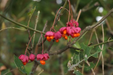 Avrupa mili nin zehirli meyveleri, Euonymus europaeus