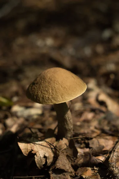 Съедобные лесные грибы Leccinum — стоковое фото