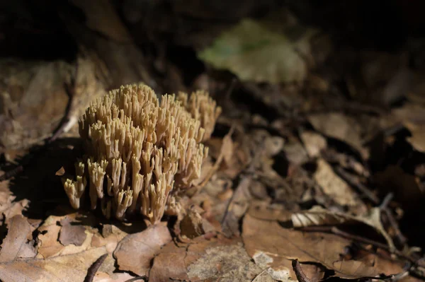 Съедобный лесной гриб Ramaria flava — стоковое фото