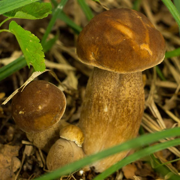 Essbarer Waldpilz — Stockfoto