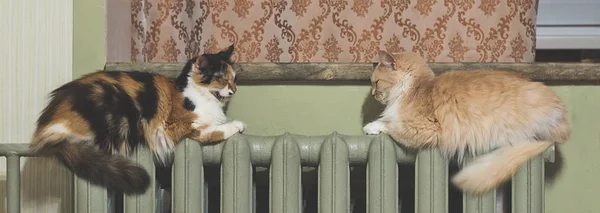 İki kedi ısıtma radyatörü üzerinde eşit yalan — Stok fotoğraf