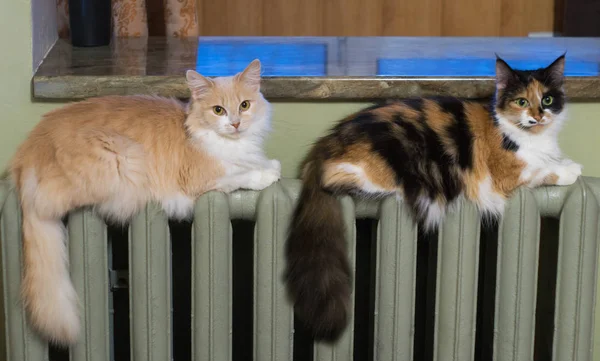 Dua kucing berbaring merata di radiator pemanas — Stok Foto