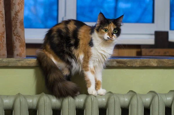 Fluffy cat stands on the heating radiator — Stock Photo, Image