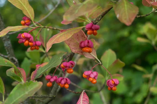 Avrupa mili nin zehirli meyveleri, Euonymus europaeus — Stok fotoğraf